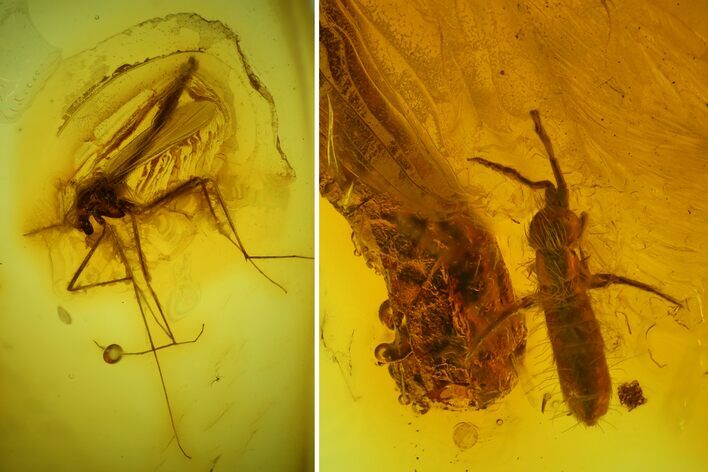 Fossil Springtail (Collembola) & Fly (Chironomidae) In Baltic Amber #173674